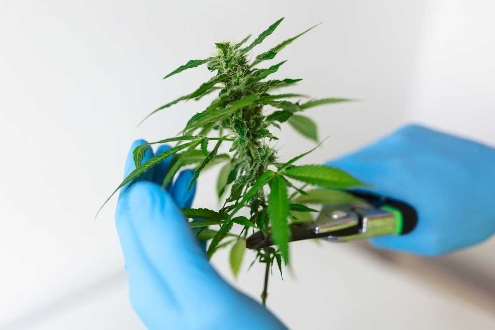 Rozbor v laboratoři marihuana